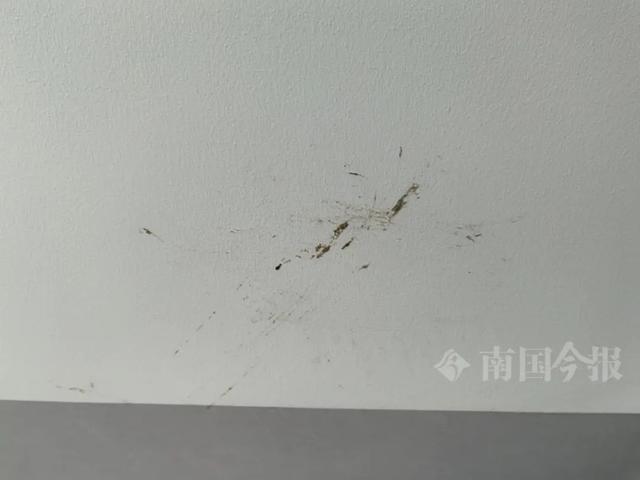 ！业主崩溃：全屋都是无法接受尊龙AG网站婚房被粪水浸泡(图5)